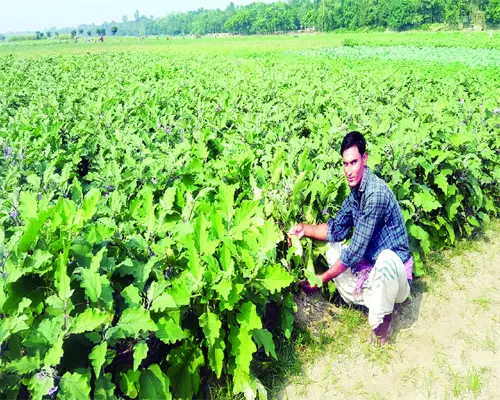 সবজিতে সবুজ পদ্মার চরাঞ্চল ॥ চোখ জুড়াচ্ছে চাষীদের