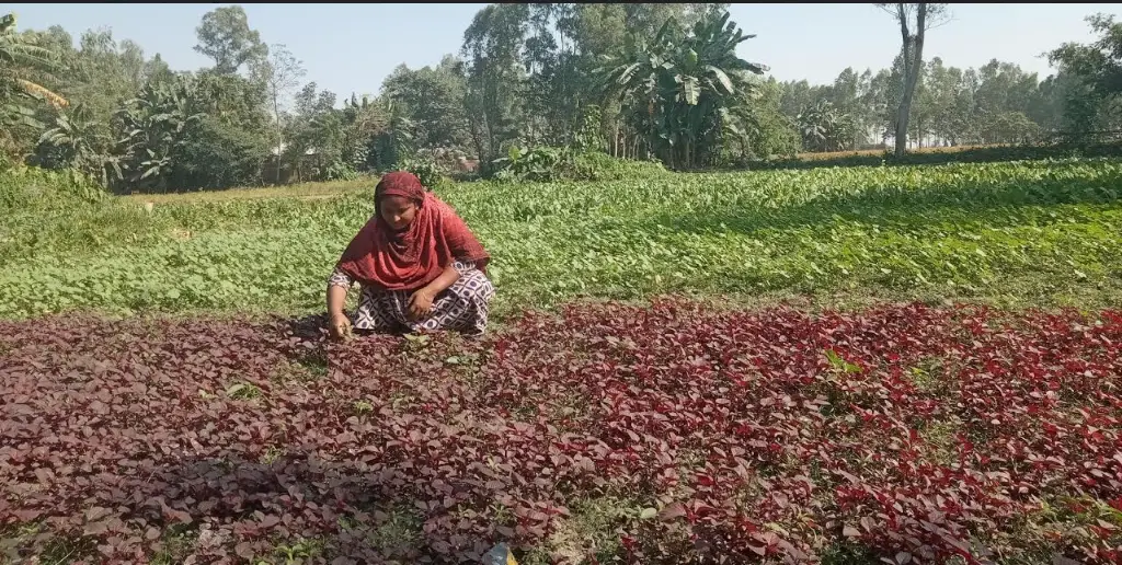 কুড়িগ্রামে চরাঞ্চলের দরিদ্রের উন্নয়নে সবজি চাষ