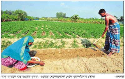 বগুড়ায় রেকর্ড পরিমাণ আলু উৎপাদনের সম্ভাবনা