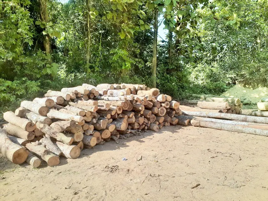 বোয়ালখালীতে উজাড় হচ্ছে বন বোয়ালখালীতে উজাড় হচ্ছে বন