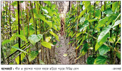 বাগেরহাটে ঘনকুয়াশায় পানের বরজে পচন