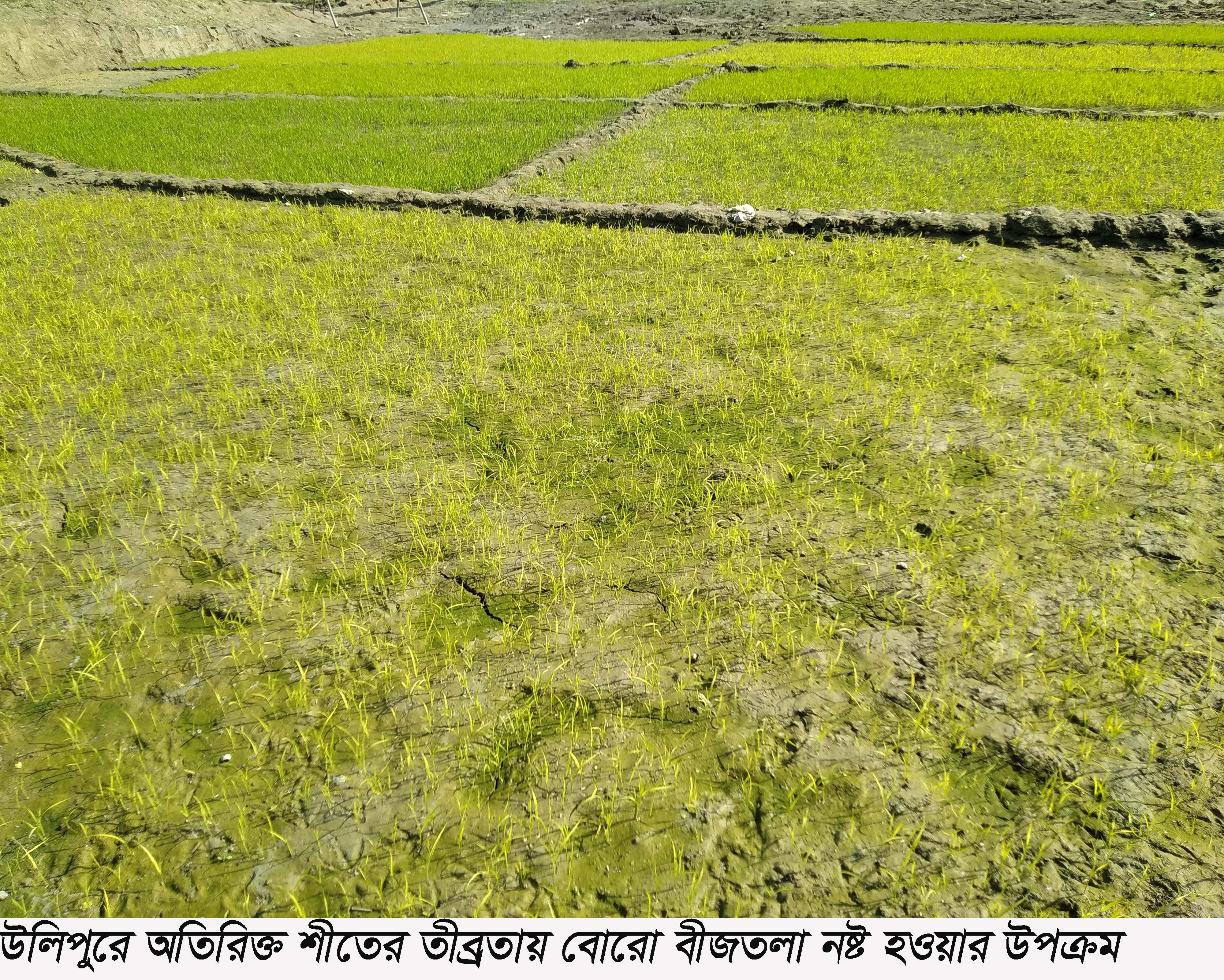 কুড়িগ্রামে প্রচন্ড ঠান্ডায় জন জীবন বিপর্যস্থ