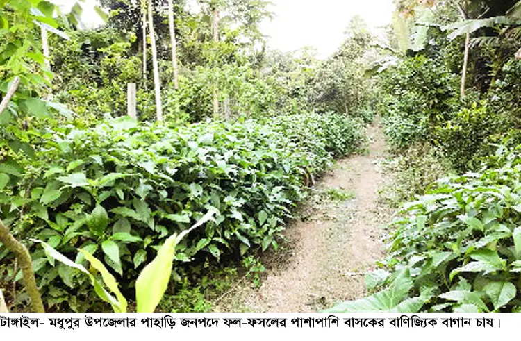টাঙ্গাইলের মধুপুরে ভেষজ বাগান ॥ করোনাকালে বাসকের বিপুল বিক্রি