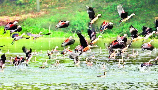 সীমান্ত দিয়ে পাখি জাতীয় প্রাণীর প্রবেশ রোধে ব্যবস্থা নেয়ার নির্দেশ