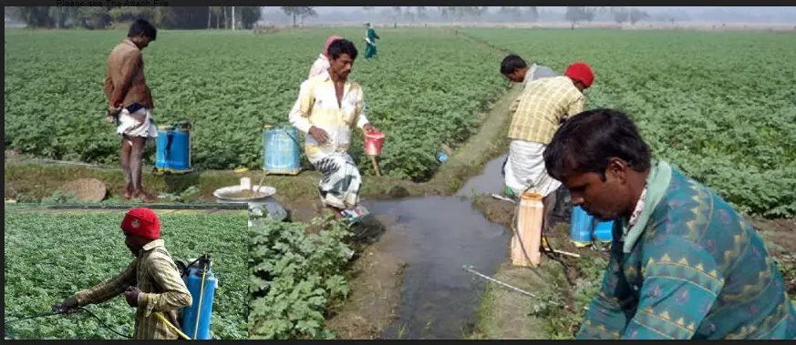 আলুতে ছত্রাক ও পচন রোগ