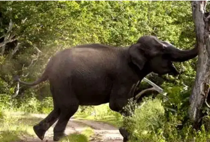 উখিয়ায় বন্য হাতির আক্রমণে নিহত-১ উখিয়ায় বন্য হাতির আক্রমণে নিহত-১