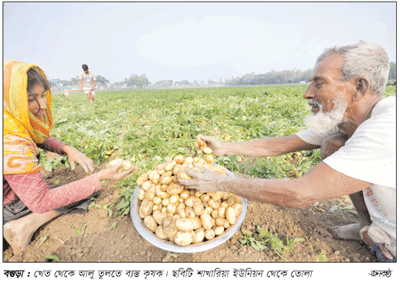 উচ্চফলনশীল আলু আবাদে ঝুঁকছেন বগুড়ার কৃষক