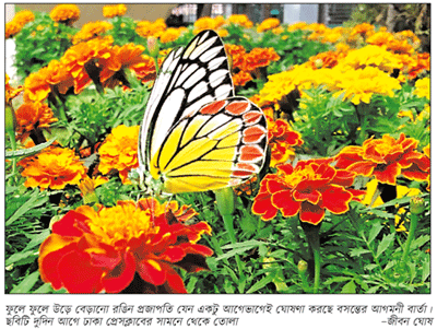 শীতের ফুলে রঙিন প্রজাপতি, মৌমাছির গুঞ্জরন শীতের ফুলে রঙিন প্রজাপতি, মৌমাছির গুঞ্জরন