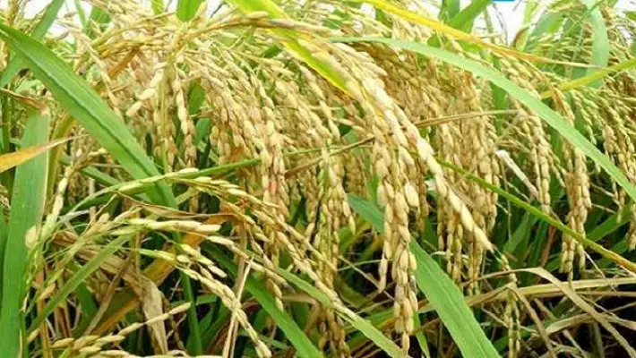 ফলন দ্বিগুণ করতে আরও উন্নত ধানের জাত উদ্ভাবনের তাগিদ ফলন দ্বিগুণ করতে আরও উন্নত ধানের জাত উদ্ভাবনের তাগিদ