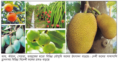 ফলের উৎপাদন এক যুগে বেড়েছে ২০ লাখ টন ফলের উৎপাদন এক যুগে বেড়েছে ২০ লাখ টন