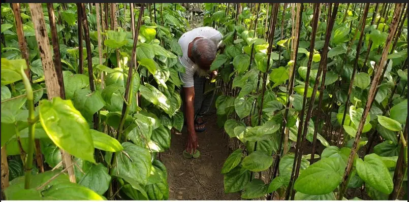 নরসিংদীতে পানের বরজে বিভিন্ন রোগের আক্রমণ