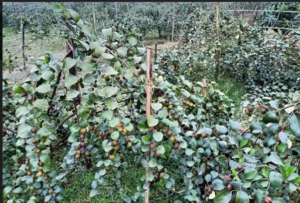 সাপাহারের ‘বল সুন্দরী’ বরই কৃষিতে এক নতুন চমক সাপাহারের ‘বল সুন্দরী’ বরই কৃষিতে এক নতুন চমক