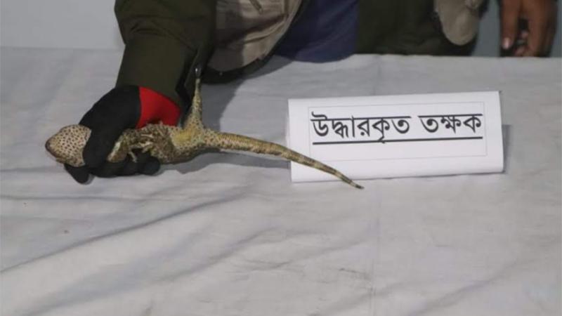 রাজধানীতে বিলুপ্তপ্রায় তক্ষক উদ্ধার, গ্রেফতার ৭ রাজধানীতে বিলুপ্তপ্রায় তক্ষক উদ্ধার, গ্রেফতার ৭