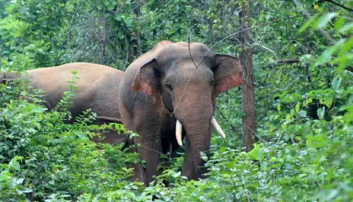 আলীকদমে বন্য হাতির আক্রমণে ২ জনের মৃত্যু