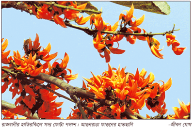 ও পলাশ কেন এ মন মোর রাঙালে... ও পলাশ কেন এ মন মোর রাঙালে...