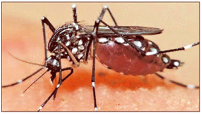 কয়েকটি মশাবাহিত রোগ কয়েকটি মশাবাহিত রোগ
