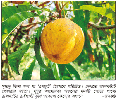 আমেরিকার সুস্বাদু তিশা ফল এখন রাইখালীতে