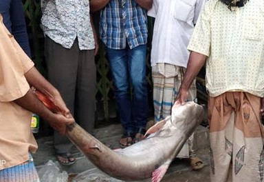 পাথরঘাটায় বরশিতে ধরা পড়ল ২৮ হাজার টাকা দামের পাঙ্গাস মাছ পাথরঘাটায় বরশিতে ধরা পড়ল ২৮ হাজার টাকা দামের পাঙ্গাস মাছ