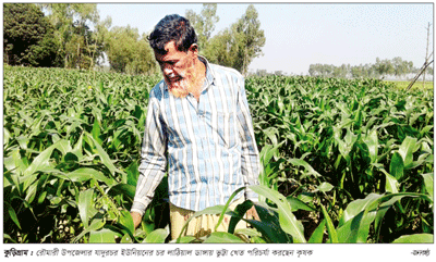 কুড়িগ্রামে ভুট্টা খেতে পোকার আক্রমণে দিশাহারা কৃষক কুড়িগ্রামে ভুট্টা খেতে পোকার আক্রমণে দিশাহারা কৃষক