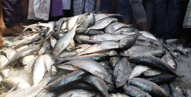 নৌ-পুলিশের অভিযানে কলাপাড়ায় ১৬ মণ জাটকা ইলিশ জব্দ