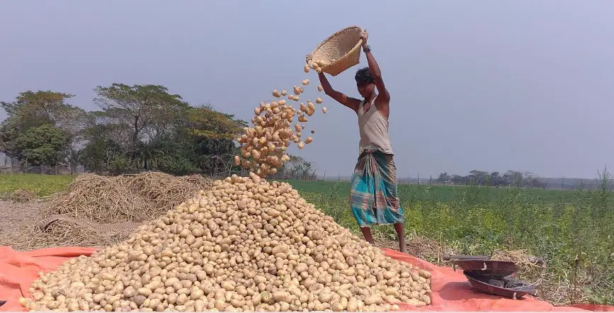 আলুতে সয়লাব হাতিয়ার বড়দেইল গ্রাম