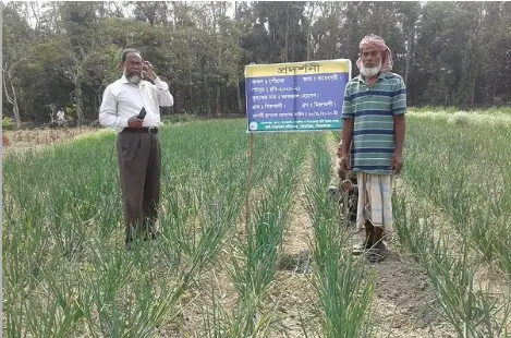 মঠবাড়িয়ায় পেঁয়াজ উৎপাদনে চাষিদের আগ্রহ বাড়ছে