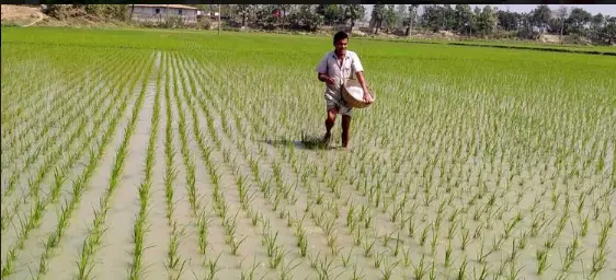 আত্রাইয়ে বোরো ধান পরিচর্যায় ব্যস্ত কৃষক