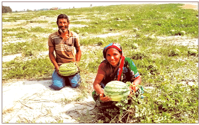 বালুচরে তরমুজ চাষীর মুখে হাসি