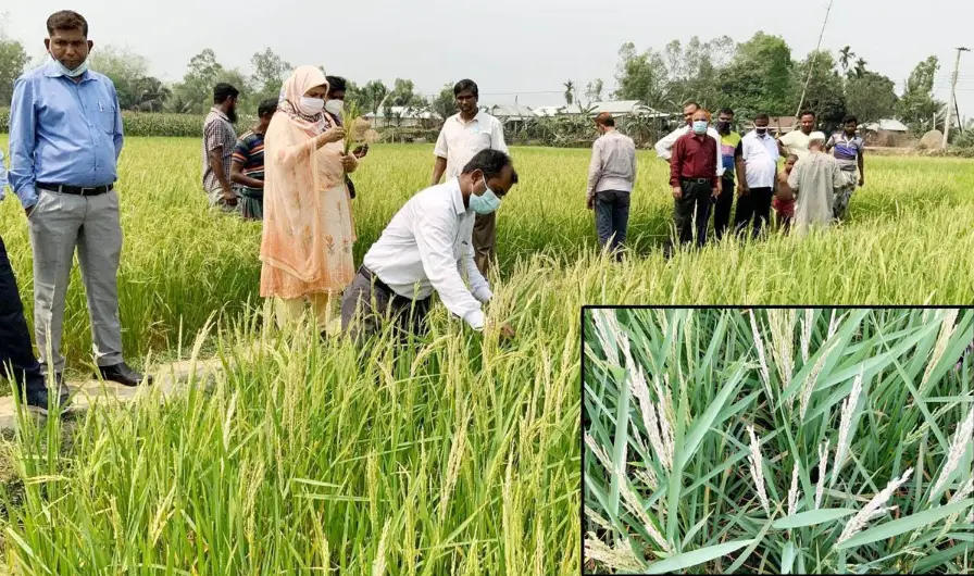 গরম বাতাসে শেরপুরে বোরো আবাদের ক্ষতি গরম বাতাসে শেরপুরে বোরো আবাদের ক্ষতি