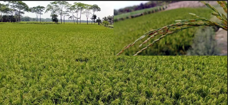 কলাপাড়ায় কৃষকের বোরোর বাম্পার ফলন ঘরে তোলা হচ্ছে না