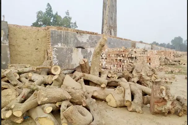 নওগাঁর মহাদেবপুরে অবৈধ ইটভাঁটিতে প্রকাশ্যে পোড়ানো হচ্ছে কাঠ