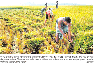 হাওড়ে ধান কাটা ও মাড়াইয়ের ধুম হাওড়ে ধান কাটা ও মাড়াইয়ের ধুম