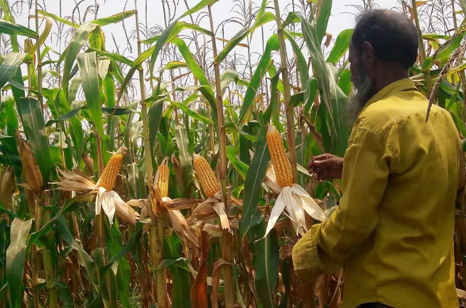 দাউদকান্দির ভূট্টার বাম্পার ফলন দাউদকান্দির ভূট্টার বাম্পার ফলন