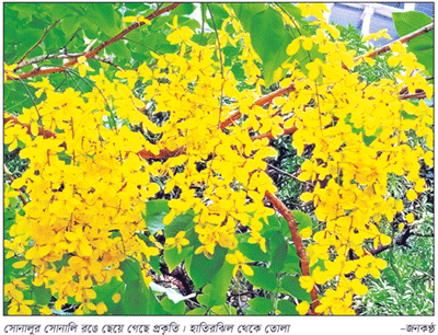 শুধু তো ফুল নয়, কাঁচা-হলুদ রঙের ফোয়ারা শুধু তো ফুল নয়, কাঁচা-হলুদ রঙের ফোয়ারা