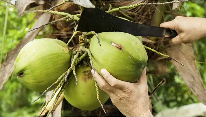 বরিশালে ২০ টাকার ‘ডাব’ ১২০ টাকায় বিক্রি বরিশালে ২০ টাকার ‘ডাব’ ১২০ টাকায় বিক্রি