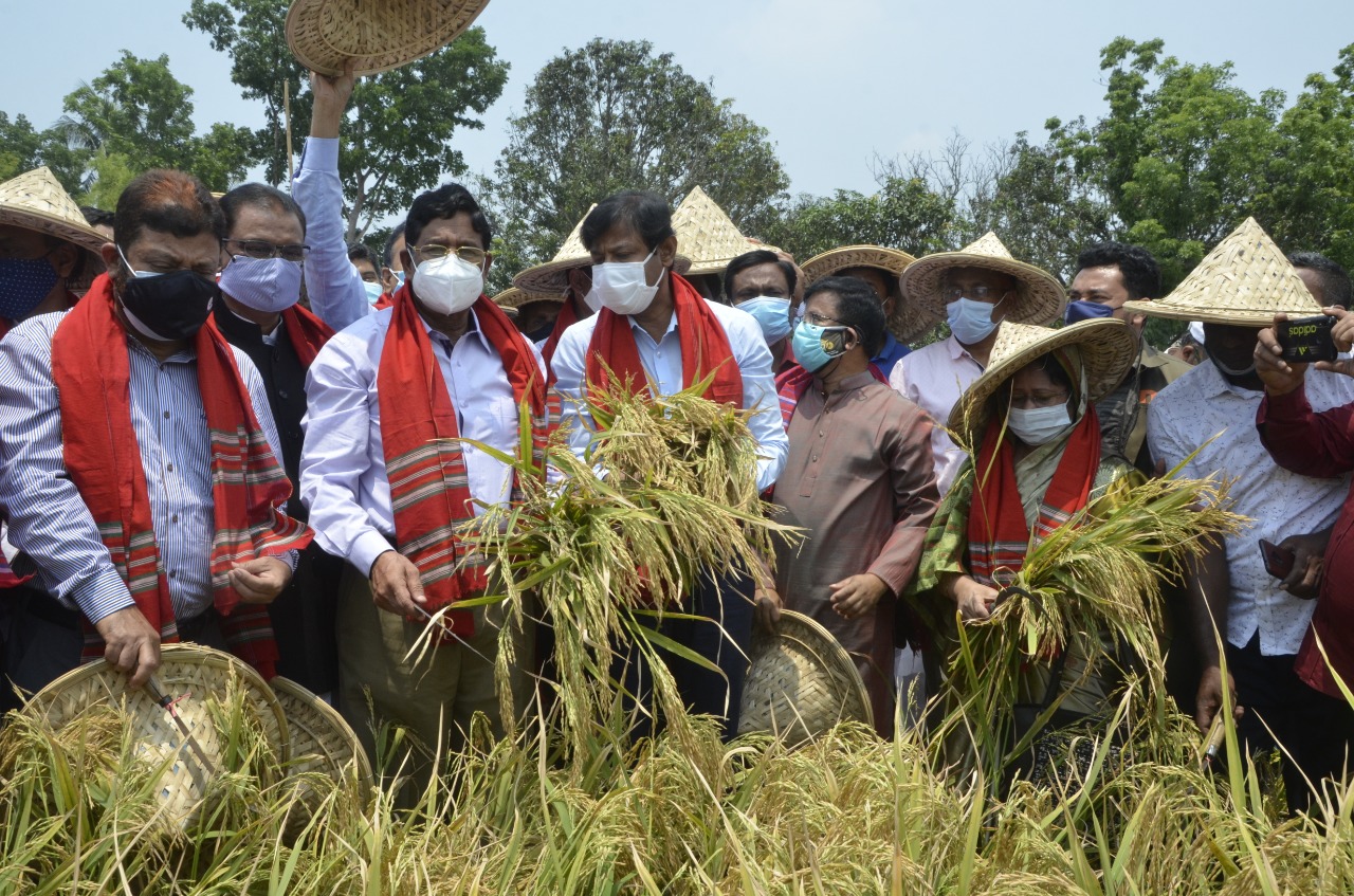 ব্রি ৮১ জাত থেকে বিঘায় ৩১ মন ধান উৎপাদন