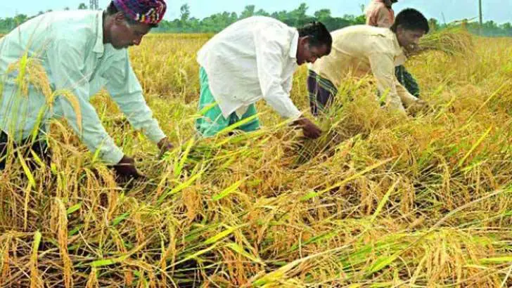 বোরো ধান কাটার খোঁজখবর নিলেন কৃষিমন্ত্রী বোরো ধান কাটার খোঁজখবর নিলেন কৃষিমন্ত্রী