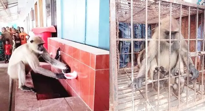 চাঁপাইবনাবগঞ্জে ২৭ জনকে আহত করে অবশেষে খাঁচাবন্দি ভারতীয় হনুমানটি চাঁপাইবনাবগঞ্জে ২৭ জনকে আহত করে অবশেষে খাঁচাবন্দি ভারতীয় হনুমানটি