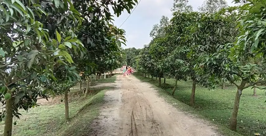 জুনের শেষে বাজারে আসার অপেক্ষায় রংপুরের হাড়িভাঙ্গা আম