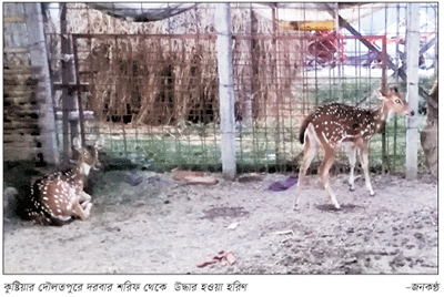 কুষ্টিয়ায় দরবার শরিফ থেকে হরিণ উদ্ধার কুষ্টিয়ায় দরবার শরিফ থেকে হরিণ উদ্ধার