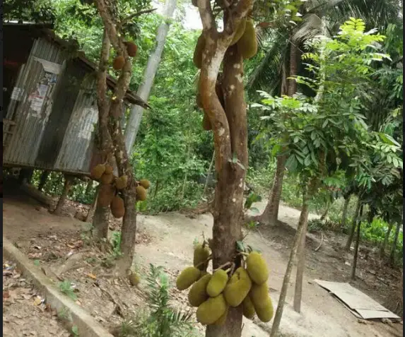 কাঁঠালের মৌ মৌ গন্ধে মাতোয়ারা আমতলীর ছোট্ট গ্রাম কালিবাড়ী