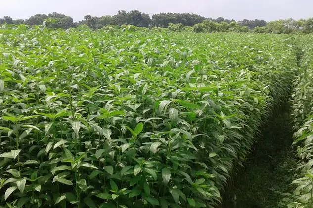 মাগুরায় পাটের বাম্পার ফলনের সম্ভাবনা মাগুরায় পাটের বাম্পার ফলনের সম্ভাবনা