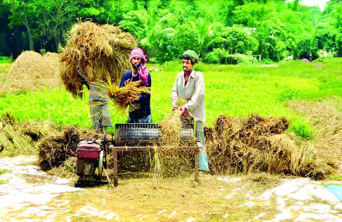 বোরো উৎপাদনে রেকর্ড