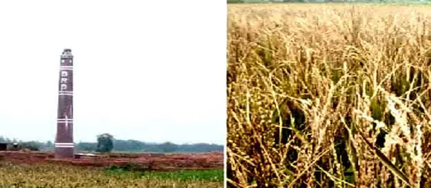 ঠাকুরগাঁওয়ে ইটভাটার বিষাক্ত গ্যাসে শতাধিক একর জমির ধান নষ্ট ঠাকুরগাঁওয়ে ইটভাটার বিষাক্ত গ্যাসে শতাধিক একর জমির ধান নষ্ট