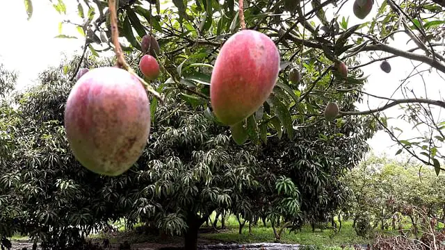 বিশ্বের সবচেয়ে দামি আম “সূর্যডিম” এখন চাঁপাইনবাবগঞ্জে