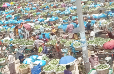 চাঁপাইনবাবগঞ্জে আম চাষীদের জিম্মি করে ৫০ কেজিতে আমের মণ