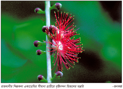 দীর্ঘ ঝুলন্ত মঞ্জরি, অনিন্দ্যসুন্দর ফুল দীর্ঘ ঝুলন্ত মঞ্জরি, অনিন্দ্যসুন্দর ফুল