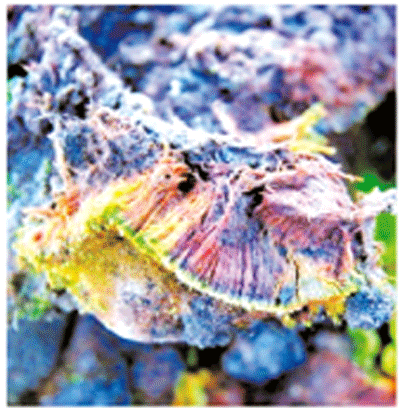 ভারতীয় বিজ্ঞানীদের আবিষ্কার ভারতীয় বিজ্ঞানীদের আবিষ্কার