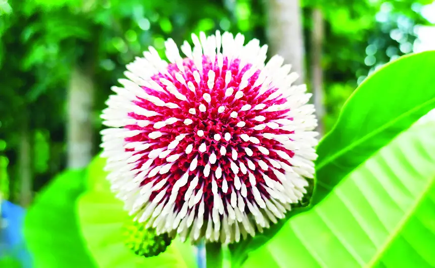 মানিকগঞ্জে ফুটেছে দুর্লভ প্রজাতির লাল কদম মানিকগঞ্জে ফুটেছে দুর্লভ প্রজাতির লাল কদম