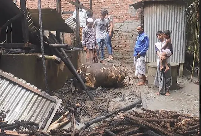 মাদারীপুরে নিরীহ পশুর সাথে এ কেমন বর্বরতা মাদারীপুরে নিরীহ পশুর সাথে এ কেমন বর্বরতা